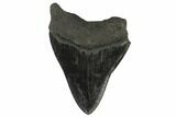 Fossil Megalodon Tooth - South Carolina #129487-2